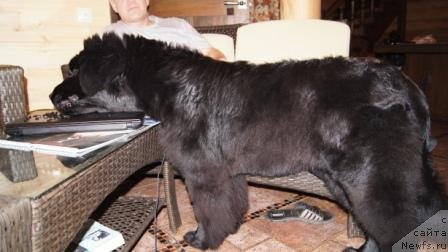 Фото: ньюфаундленд Plushevaya Panda Udivitelnaja Kejt (Плюшевая Панда Удивительная Кейт)