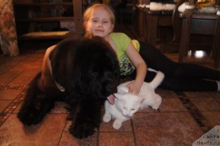 Фото: ньюфаундленд Plushevaya Panda Udivitelnaja Kejt (Плюшевая Панда Удивительная Кейт)