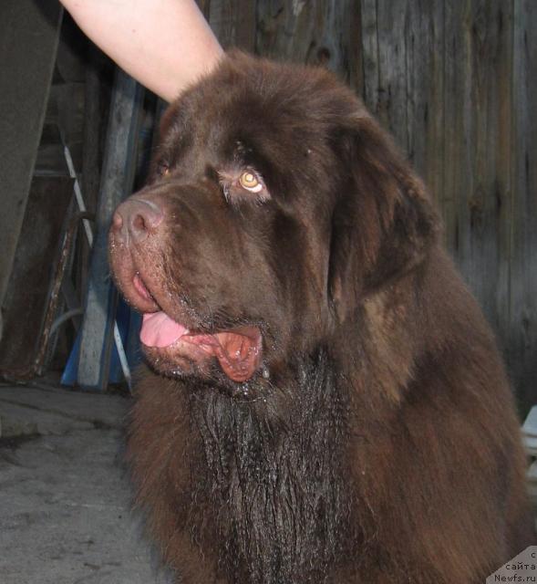 Фото: ньюфаундленд Super Premium Brabus (Супер Премиум Брабус)