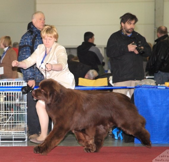 Фото: ньюфаундленд Aquatoriya Kelvin Reds Begin and Win (Акватория Келвин Редс Бегин энд Вин)