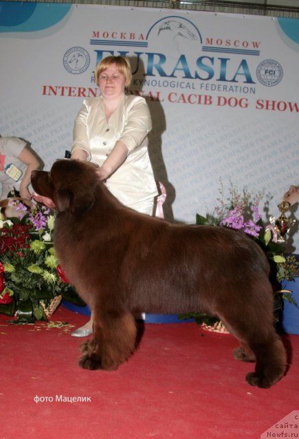 Фото: ньюфаундленд Aquatoriya Kelvin Reds Begin and Win (Акватория Келвин Редс Бегин энд Вин)