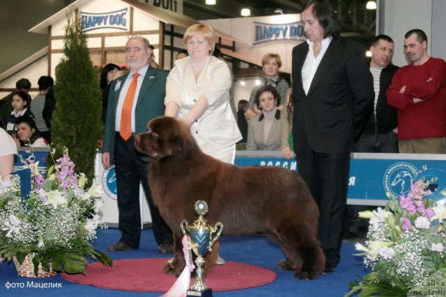 Фото: ньюфаундленд Aquatoriya Kelvin Reds Begin and Win (Акватория Келвин Редс Бегин энд Вин)