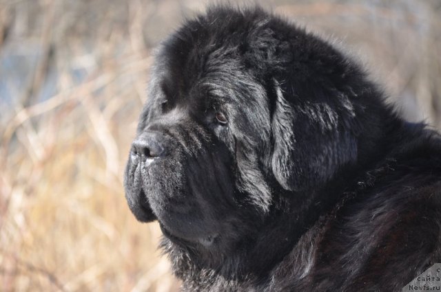 Фото: ньюфаундленд Bowaters Braveheart Nuo Ozo Kalvu