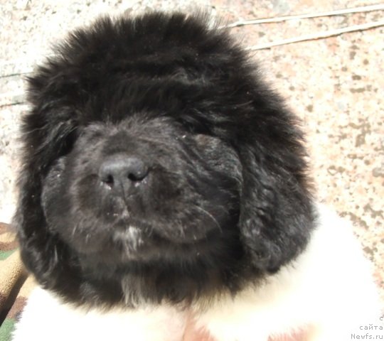 Фото: ньюфаундленд Plushevayа Panda Haira (Плюшевая Панда Хаира)