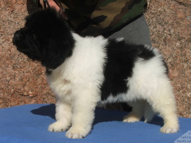 Фото: ньюфаундленд Plushevayа Panda Haira (Плюшевая Панда Хаира)