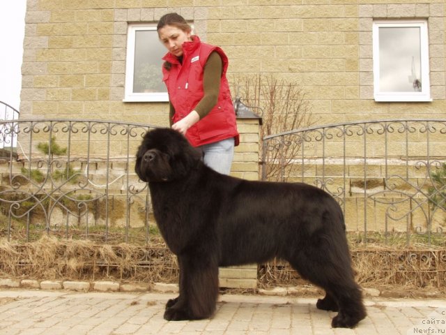 Фото: ньюфаундленд Woligord Lifeguard iz Volotova