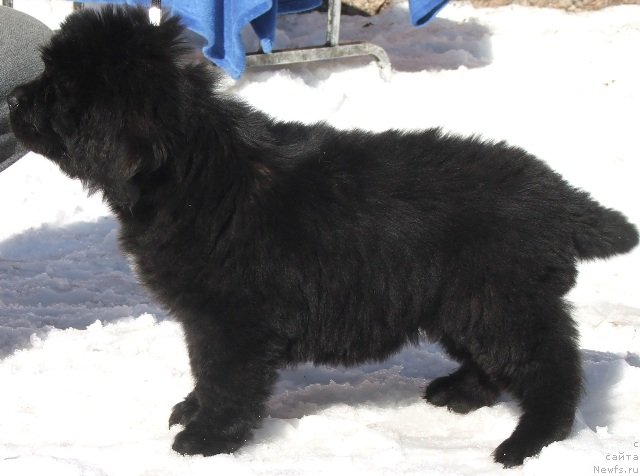 Фото: ньюфаундленд Plushevaya Panda Charisma (Плюшевая Панда Харизма)