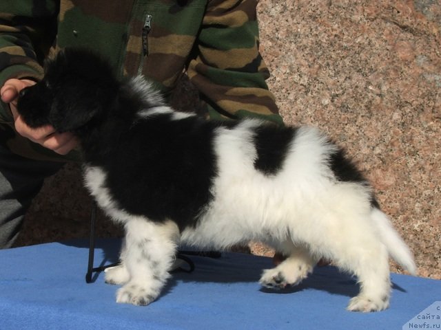 Фото: ньюфаундленд Plushevaya Panda Ferrero Rond Noir (Плюшевая Панда Ферреро Ронд Нуар)