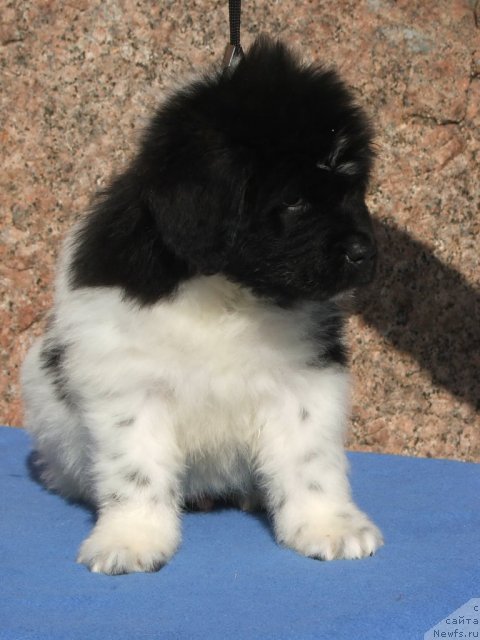 Фото: ньюфаундленд Plushevaya Panda Ferrero Rond Noir (Плюшевая Панда Ферреро Ронд Нуар)