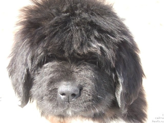 Фото: ньюфаундленд Plushevaya Panda Felicita (Плюшевая Панда Феличита)