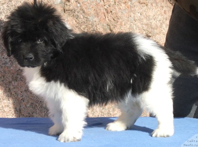 Фото: ньюфаундленд Plushevaya Panda Felicita (Плюшевая Панда Феличита)