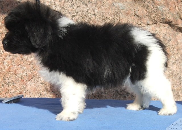 Фото: ньюфаундленд Plushevaya Panda Felicita (Плюшевая Панда Феличита)