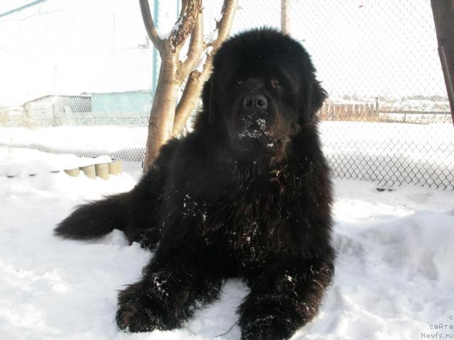 Фото: ньюфаундленд Dans Memori F'yudjan Rif (Данс Мемори Фьюджан Риф)