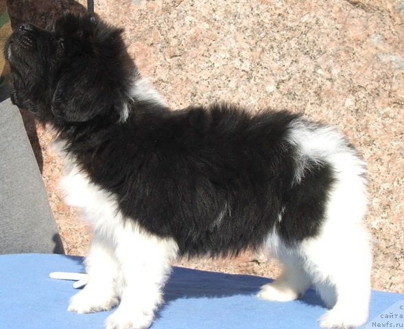 Фото: ньюфаундленд Plushevaya Panda Felicita (Плюшевая Панда Феличита)