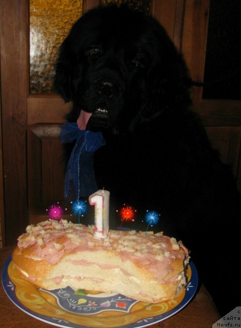 Фото: ньюфаундленд Zvezda Ringa (Звезда Ринга)