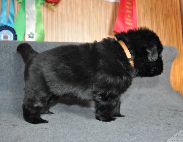 Фото: Сука желтая лента, ньюфаундленд Beguschaya po Volnam Vsya Takaya Rastakaya (Бегущая по Волнам Вся Такая Растакая)