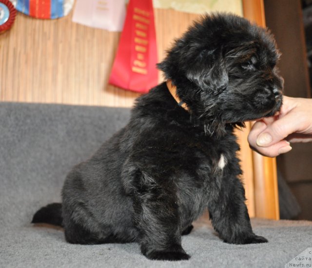 Фото: Сука желтая лента, ньюфаундленд Beguschaya po Volnam Vsya Takaya Rastakaya (Бегущая по Волнам Вся Такая Растакая)