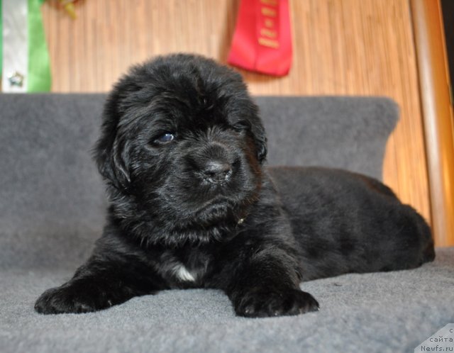 Фото: Сука желтая лента, ньюфаундленд Beguschaya po Volnam Vsya Takaya Rastakaya (Бегущая по Волнам Вся Такая Растакая)