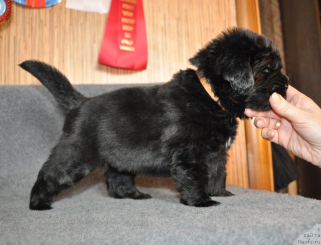 Фото: Сука желтая лента, ньюфаундленд Beguschaya po Volnam Vsya Takaya Rastakaya (Бегущая по Волнам Вся Такая Растакая)