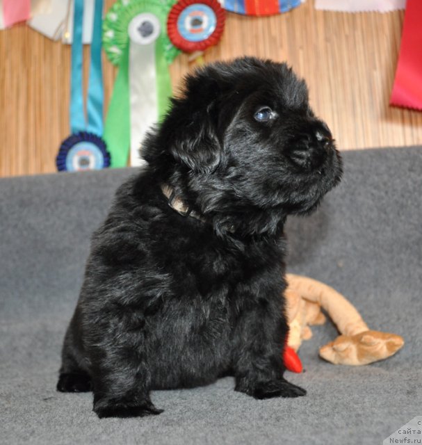 Фото: Сука сиреневая лента, ньюфаундленд Beguschaya po Volnam Vsya Takaya Rastakaya (Бегущая по Волнам Вся Такая Растакая)