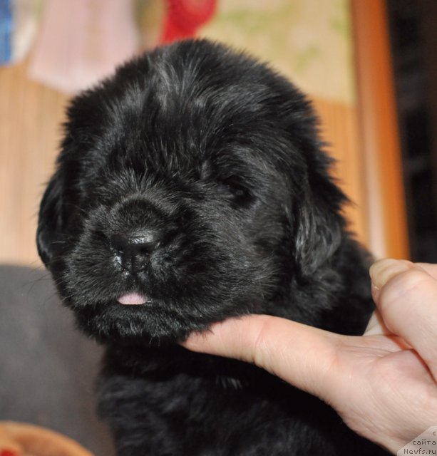 Фото: Сука сиреневая лента, ньюфаундленд Beguschaya po Volnam Vsya Takaya Rastakaya (Бегущая по Волнам Вся Такая Растакая)