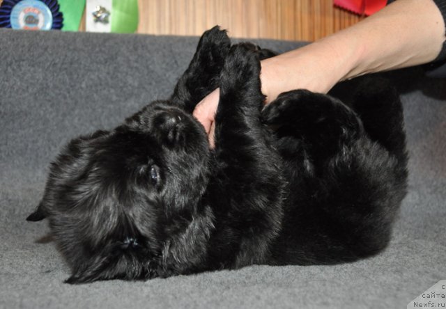 Фото: Сука сиреневая лента, ньюфаундленд Beguschaya po Volnam Vsya Takaya Rastakaya (Бегущая по Волнам Вся Такая Растакая)