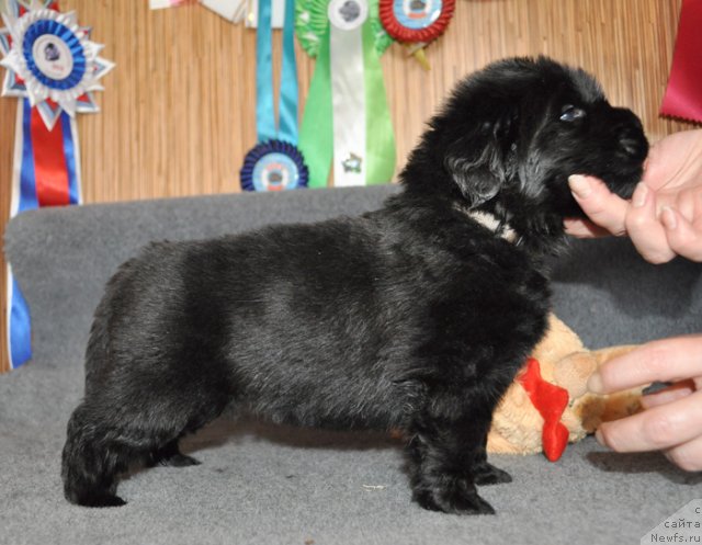 Фото: Сука сиреневая лента, ньюфаундленд Beguschaya po Volnam Vsya Takaya Rastakaya (Бегущая по Волнам Вся Такая Растакая)