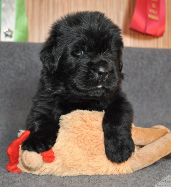 Фото: Сука сиреневая лента, ньюфаундленд Beguschaya po Volnam Vsya Takaya Rastakaya (Бегущая по Волнам Вся Такая Растакая)