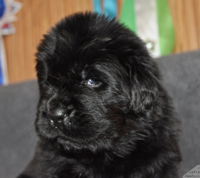 Фото: Сука сиреневая лента, ньюфаундленд Beguschaya po Volnam Vsya Takaya Rastakaya (Бегущая по Волнам Вся Такая Растакая)