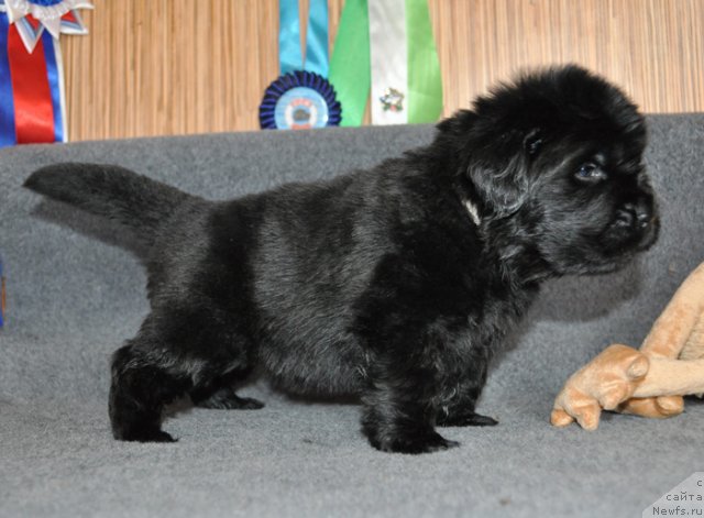 Фото: Сука сиреневая лента, ньюфаундленд Beguschaya po Volnam Vsya Takaya Rastakaya (Бегущая по Волнам Вся Такая Растакая)