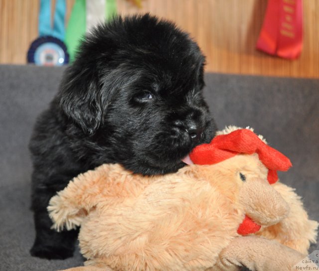 Фото: Сука сиреневая лента, ньюфаундленд Beguschaya po Volnam Vsya Takaya Rastakaya (Бегущая по Волнам Вся Такая Растакая)