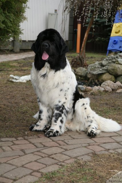 Фото: ньюфаундленд Akvian Song Zero Graviti (Аквиан Сонг Зеро Гравити)