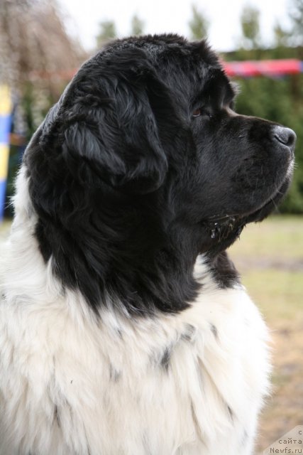 Фото: ньюфаундленд Akvian Song Zero Graviti (Аквиан Сонг Зеро Гравити)