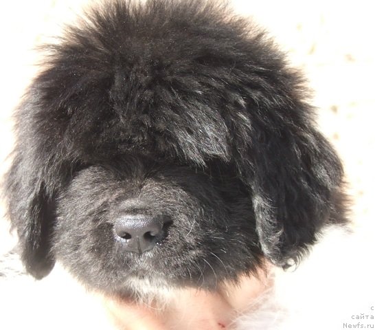 Фото: ньюфаундленд Plushevaya Panda Ferero-Rocher (Плюшевая Панда Фереро-Рошер)