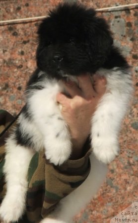 Фото: ньюфаундленд Plushevaya Panda Ferero-Rocher (Плюшевая Панда Фереро-Рошер)