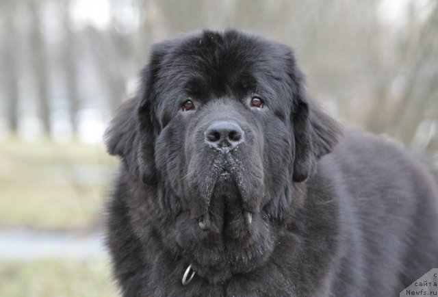 Фото: ньюфаундленд Beguschaya po Volnam Zurbagan (Бегущая по Волнам Зурбаган)
