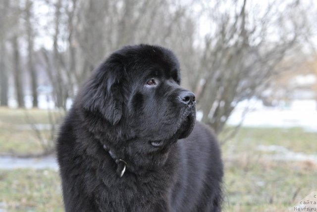 Фото: ньюфаундленд Beguschaya po Volnam Zurbagan (Бегущая по Волнам Зурбаган)