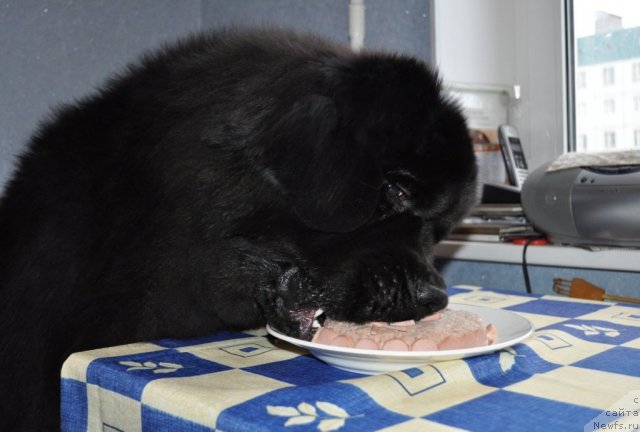 Фото: ньюфаундленд Beguschaya po Volnam Zurbagan (Бегущая по Волнам Зурбаган)