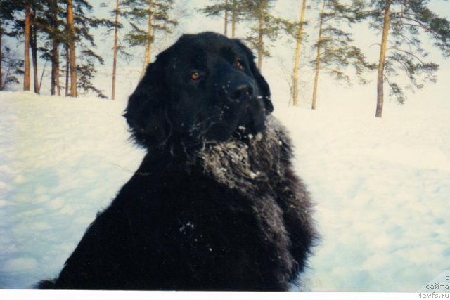 Фото: ньюфаундленд Nobergreyv YUsita (Нобергрейв Юсита)