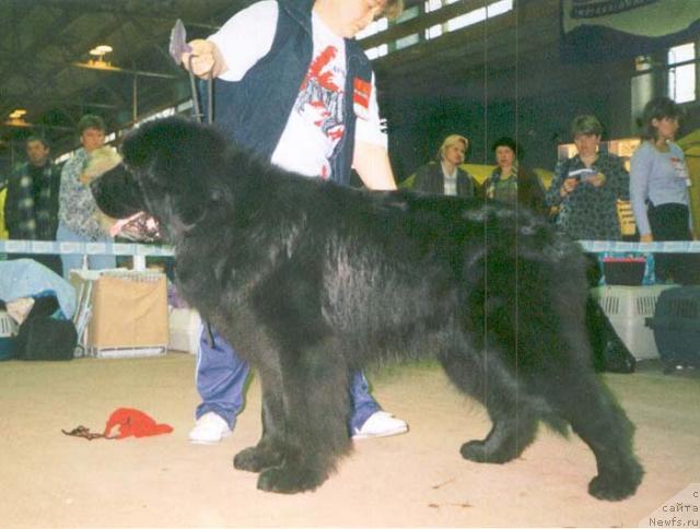 Фото: ньюфаундленд Midnight Lady's Double Trouble