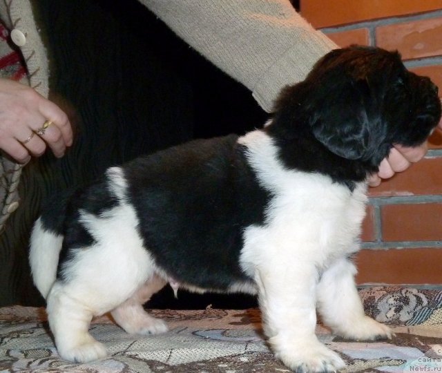 Фото: ньюфаундленд Super Premium London (Супер Премиум Лондон)