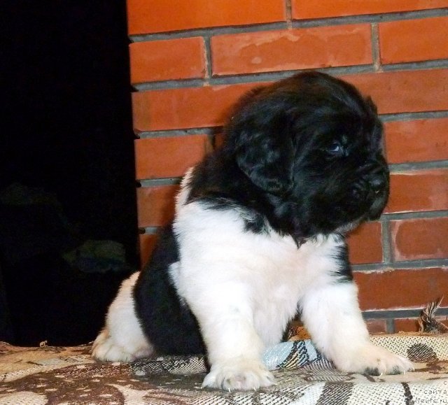 Фото: ньюфаундленд Super Premium London (Супер Премиум Лондон)