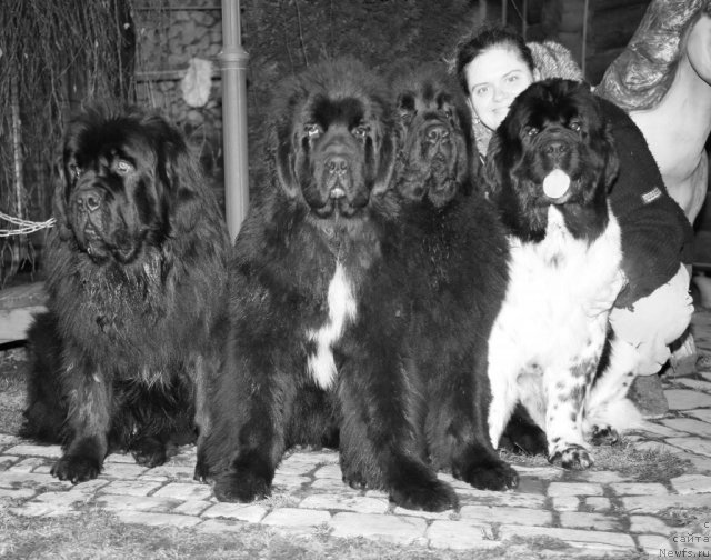 Фото: ньюфаундленд Gimenej Golden Star, ньюфаундленд Love Me Tender Midnight Bear, ньюфаундленд Sent Djons Handsel for Me (Сент Джонс Хендсел фо Ми), ньюфаундленд Akvian Song Zero Graviti (Аквиан Сонг Зеро Гравити), Elena Rozenfel'd (Елена Розенфельд)