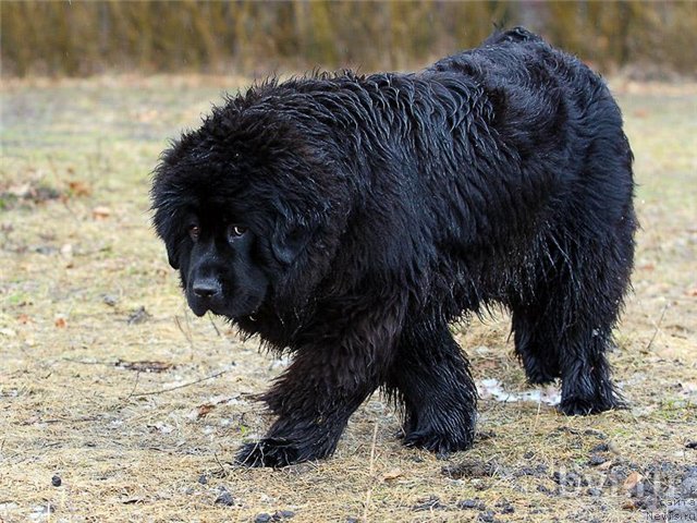 Фотография № 90786