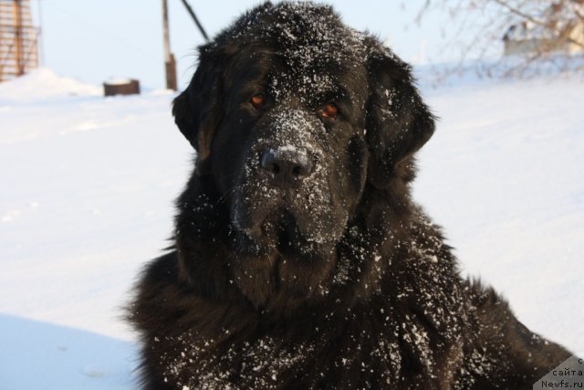 Фото: ньюфаундленд Gloriya Grand Blek (Глория Гранд Блек)