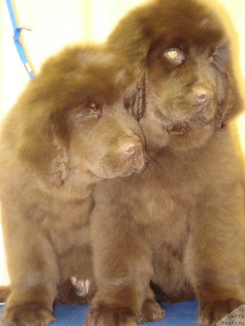 Фото: Аромат Капучино и Ангел Души моей из Аркаима