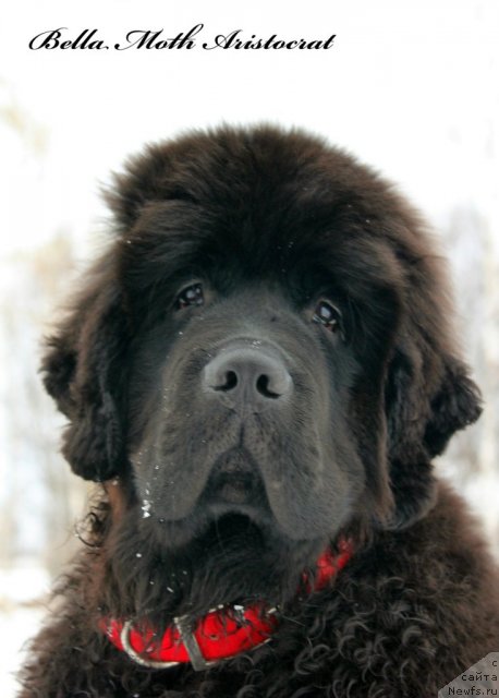Фото: ньюфаундленд Byella Moss Aristokrat (Бэлла Мосс Аристократ)