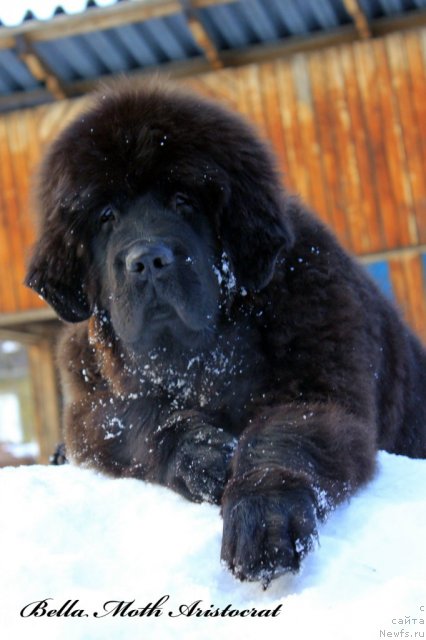 Фото: ньюфаундленд Byella Moss Aristokrat (Бэлла Мосс Аристократ)