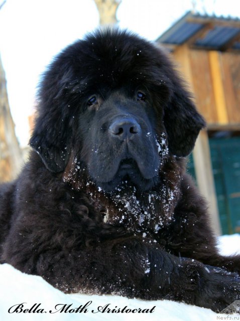 Фото: ньюфаундленд Byella Moss Aristokrat (Бэлла Мосс Аристократ)