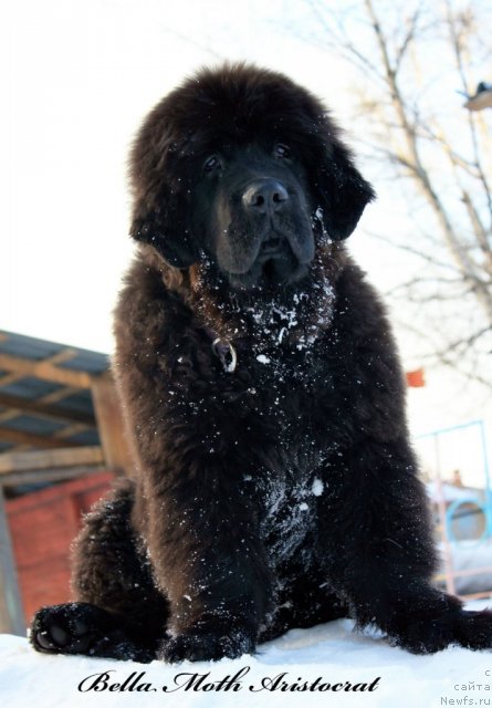 Фото: ньюфаундленд Byella Moss Aristokrat (Бэлла Мосс Аристократ)